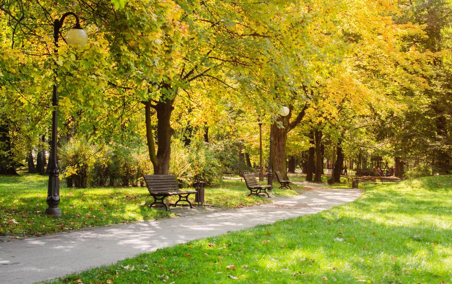 autumn foliage at a city park